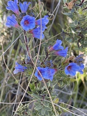 Lobostemon marlothii