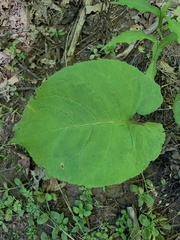 Eurybia macrophylla