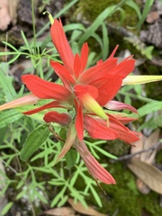 Castilleja tenuiflora