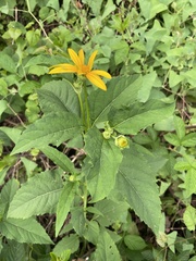 Heliopsis helianthoides