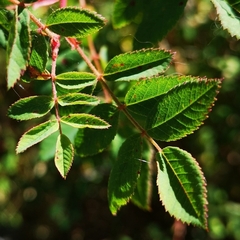 Rosa nutkana