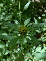 Bidens vulgata