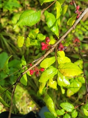 Zanthoxylum americanum