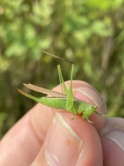 Conocephalus fasciatus