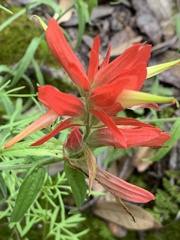 Castilleja tenuiflora
