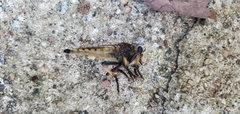 Promachus rufipes