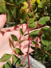 Rosa nutkana