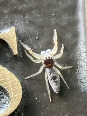 Hentzia