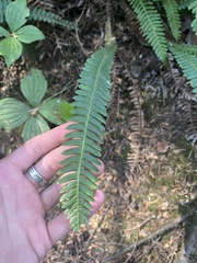 Struthiopteris spicant