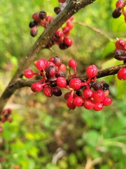 Zanthoxylum americanum