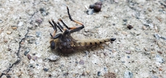 Promachus rufipes