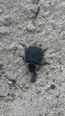 Necrophila americana