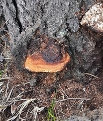Fomitopsis schrenkii