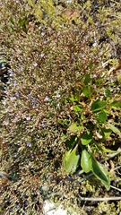 Limonium carolinianum