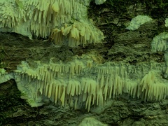 Radulomyces copelandii