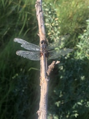 Erythemis plebeja