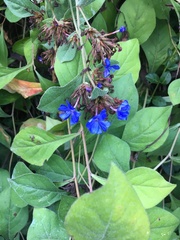 Ceratostigma plumbaginoides