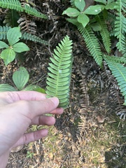 Struthiopteris spicant