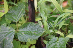 Cucujiformia