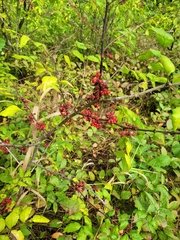 Zanthoxylum americanum