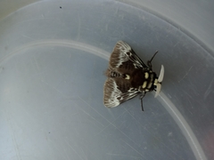 Megalopyge albicollis superba
