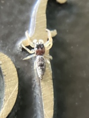 Hentzia