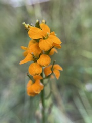 Erysimum capitatum