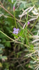 Epilobium ciliatum