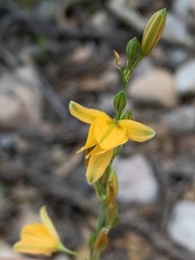 Echeandia flavescens