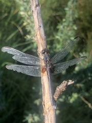 Erythemis plebeja