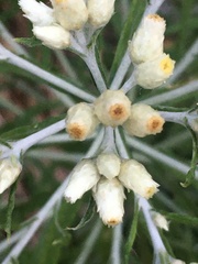 Pseudognaphalium obtusifolium