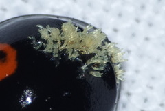 Hesperomyces harmoniae