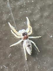 Hentzia