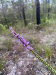 Liatris chapmanii