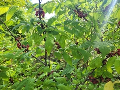 Zanthoxylum americanum