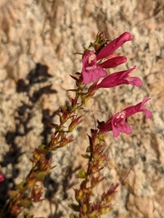 Penstemon newberryi