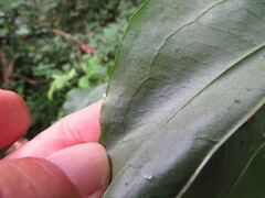 Smilax rotundifolia