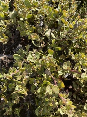 Baccharis pilularis