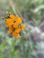 Erysimum capitatum