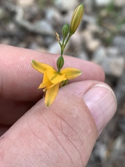Echeandia flavescens