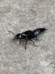 Philonthus caeruleipennis