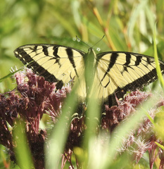 Papilio glaucus