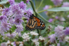 Danaus erippus