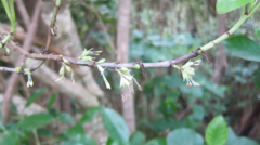 Coprosma macrocarpa minor