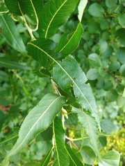 Salix petiolaris