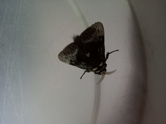 Megalopyge albicollis superba