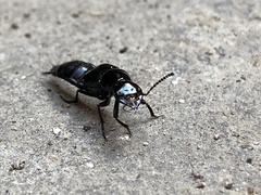 Philonthus caeruleipennis