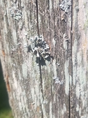 Parmotrema hypotropum