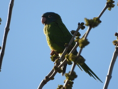 Thectocercus acuticaudatus