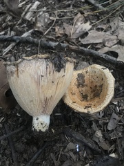 Lactarius psammicola